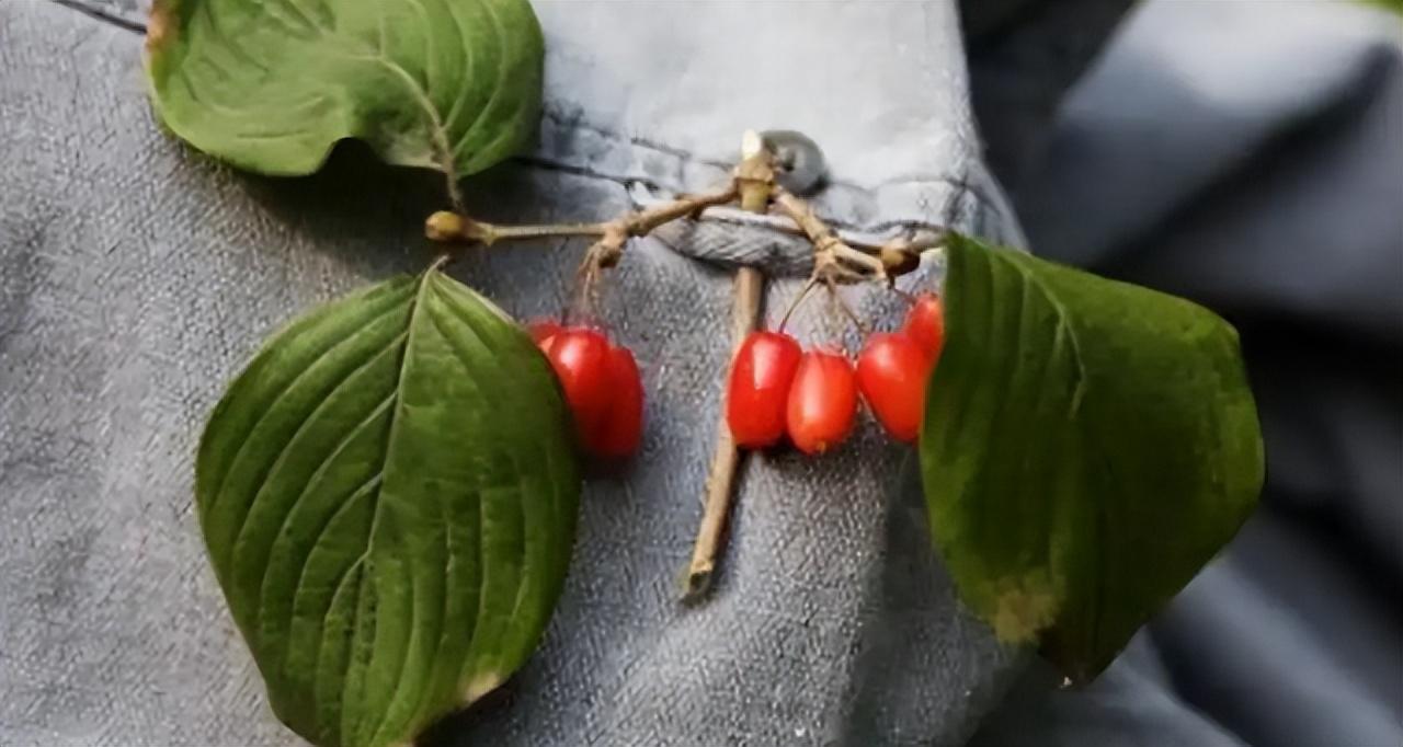 重阳节纪念谁的节日(重阳节的来历)