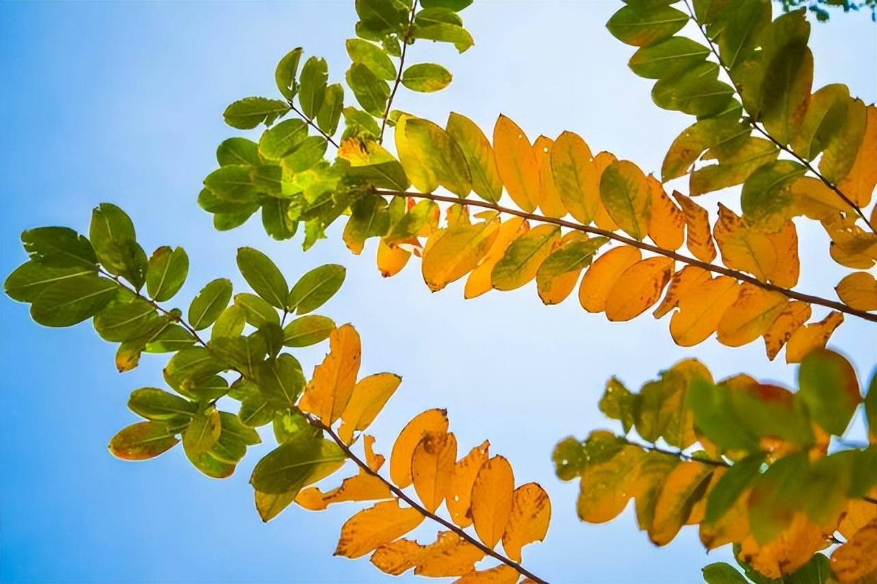 重阳节纪念谁的节日(重阳节的来历)