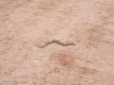 ​涓ゆ潯铔囧垎鍒湪鎴戠殑涓や釜娲為噷闈?涓ゆ潯铔囧垎鍒湪鎴戠殑涓や釜娲為