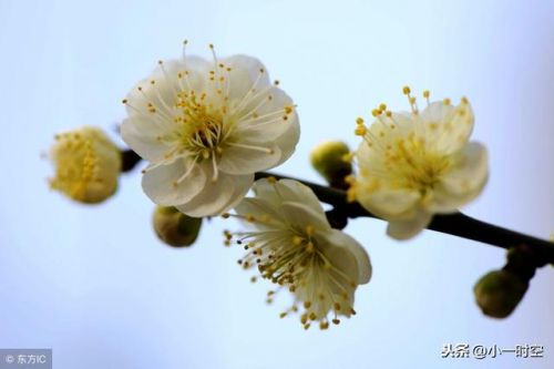 林清玄桃花心木原文，林清玄桃花心木主要内容-第1张图片-