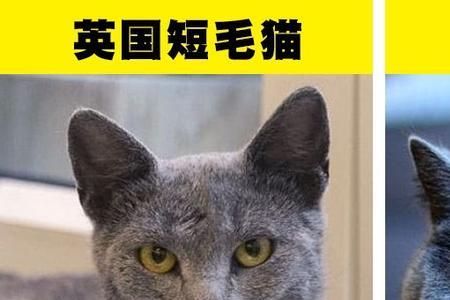 卡特尔猫优点和缺点