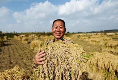 ​稻花香一号二号什么意思(稻花香珍品小一号多少钱一瓶)