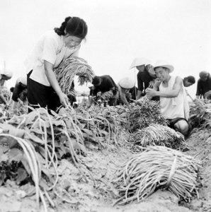 ​从小县城到北京城市副中心，曾经的通州和通县并非一回事？