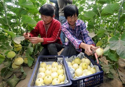 ​香瓜种植方法全过程(香瓜种植效果不理想？掌握这5点种植技术，香瓜个大、味道