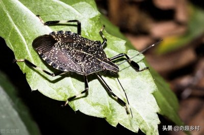 ​臭虫是怎么长出来的？床上放什么臭虫不敢来？