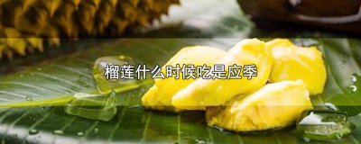 ​榴莲是什么季节吃 榴莲几月份应季