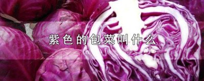 ​紫色的包菜叫什么名字来着 紫色的包菜是什么