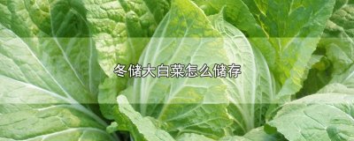 ​白菜冬季储存 冬储白菜能放多长时间