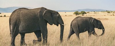 ​大象有什么特点和本领 大象的特点是什么弱点是什么