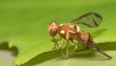 ​牛虻叮咬对身体有毒吗 牛虻咬了有什么危害