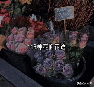 ​118种鲜花花语合集图片 118种鲜花花语合集大全