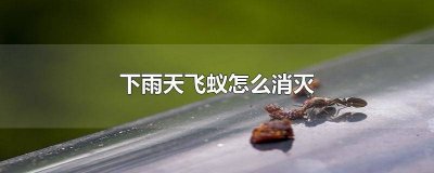 ​雨天有飞蚁怎么办 雨季飞蚁怎么办