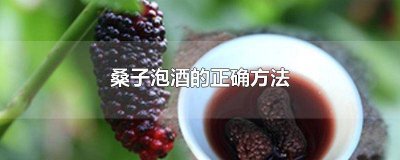 ​桑子泡酒的正确方法视频 桑子泡酒的正确方法有什么用外