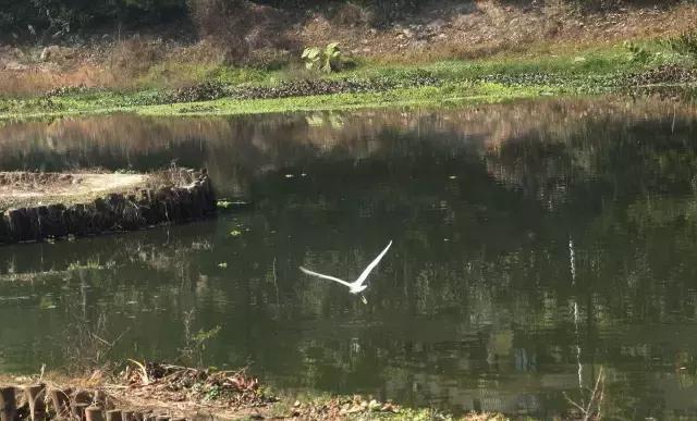 春天的福州金山公园，莺莺燕燕翠翠红红处处融融恰恰