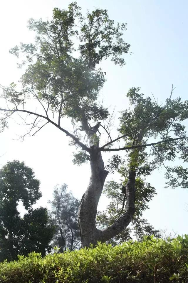 春天的福州金山公园，莺莺燕燕翠翠红红处处融融恰恰