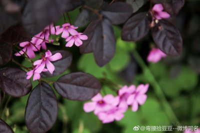 ​红花酢浆草（学名：Oxalis corymbosa DC.）是酢浆草科