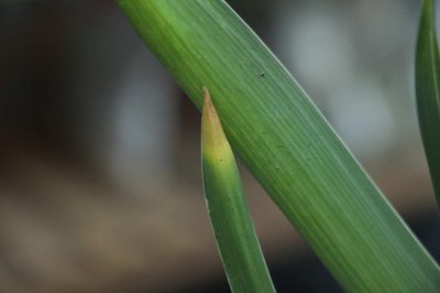 ​风信子的花期在什么时候，风信子不开花的原因