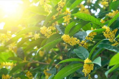 ​自制桂花蜜，3步骤教你正确做法，不发苦不变硬，一次就成功