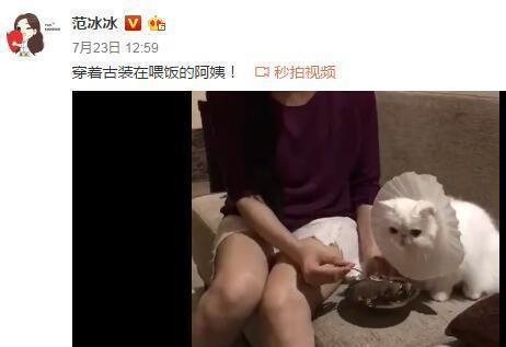 折耳猫事件后, baby再没有提及猫, 而范冰冰这是把猫宠上天了