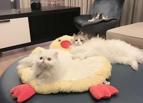 折耳猫事件后, baby再没有提及猫, 而范冰冰这是把猫宠上天了