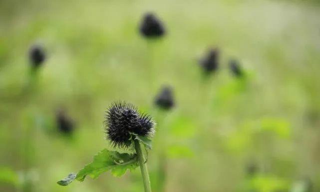 一帘幽瀑，溪涧叮咚，绵阳北川小寨子沟游记