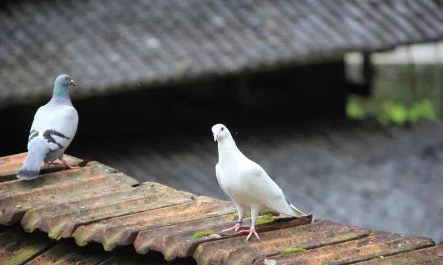 一帘幽瀑，溪涧叮咚，绵阳北川小寨子沟游记