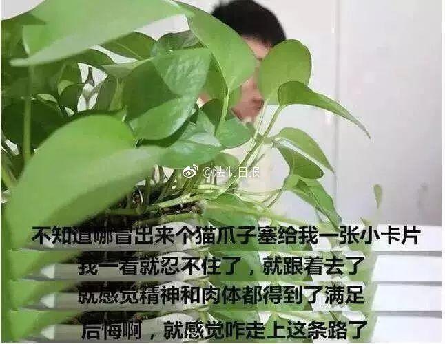 网友曝光地下吸猫场所，幕后产业链污秽不堪令人震惊！