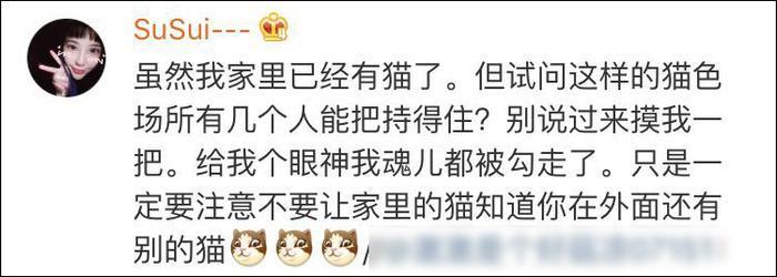 网友曝光地下吸猫场所，幕后产业链污秽不堪令人震惊！