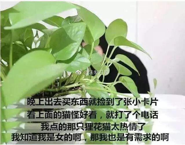 网友曝光地下吸猫场所，幕后产业链污秽不堪令人震惊！