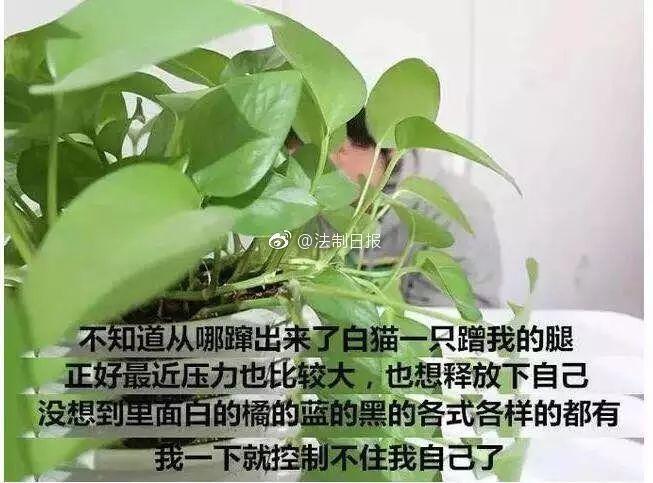 网友曝光地下吸猫场所，幕后产业链污秽不堪令人震惊！