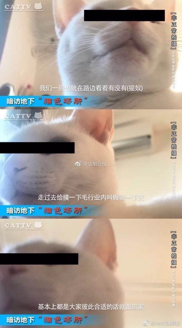 网友曝光地下吸猫场所，幕后产业链污秽不堪令人震惊！