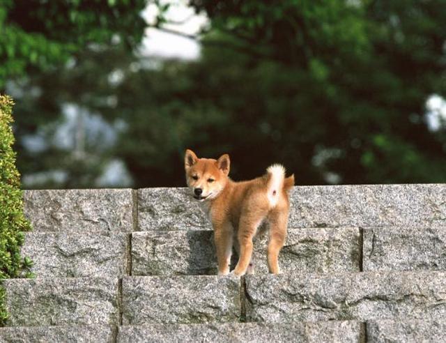 日本土狗？戏说关于柴犬的那些事！