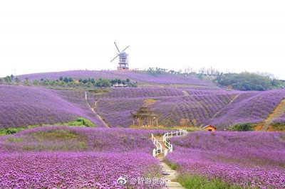 ​贵州桐梓花海——鲜花的海洋