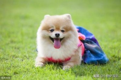 ​柴犬脸尖是因为不纯吗？柴犬脸小怎么办？