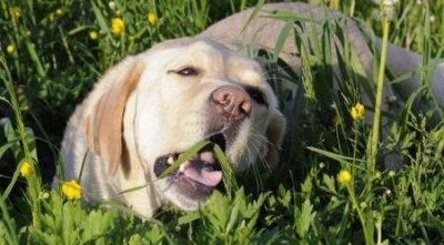 ​德牧为什么能当警犬，德牧犬为什么适合做警犬