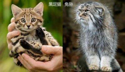 ​好的波斯猫多少钱一只成年波斯猫多少钱一只