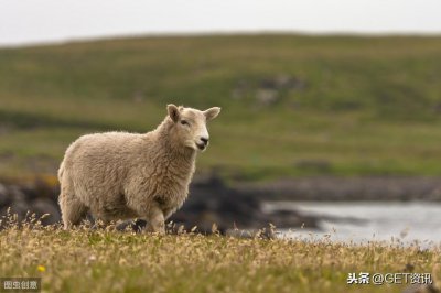 ​首批克隆警犬正式“入警”，样本均为功勋警犬，能力或许强于供体