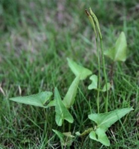 ​农村一种常见的植物，外形像一把弓箭，在市场上卖几百元一斤