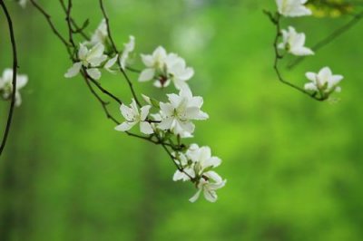 ​白花羊蹄甲的花数朵聚生，芳香，五片分离花瓣，白色