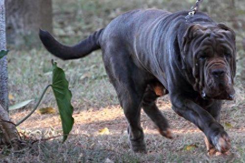 大型猛犬-纽波利顿獒犬