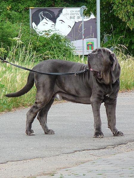 大型猛犬-纽波利顿獒犬