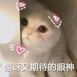 ​养猫有哪些好处和坏处？想养猫的话，建议看完