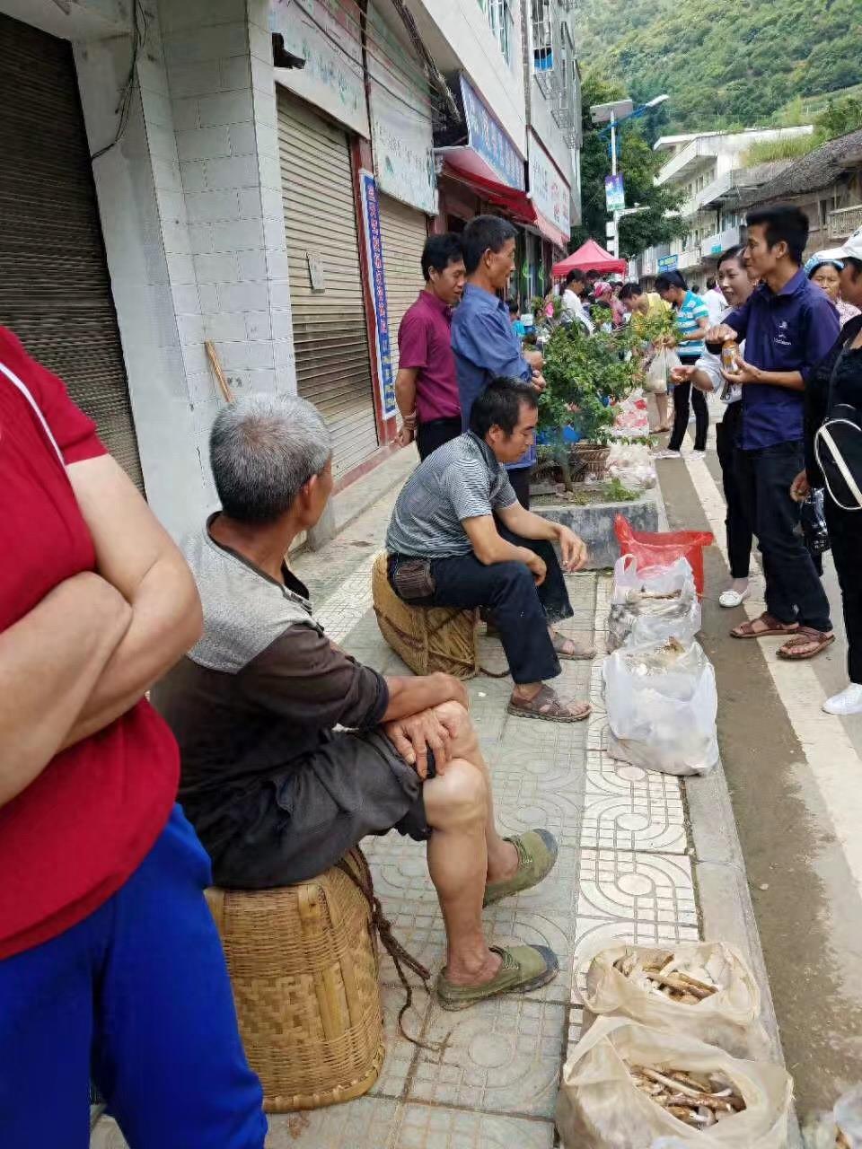 暴雨冲去暑热，独属于云贵大山中的“三八菇”也跟着冒出来，这种美味你吃过吗？