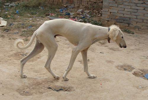 源于东汉末年的神秘猛犬，人称赤兔犬，如今游荡在秦岭一带！