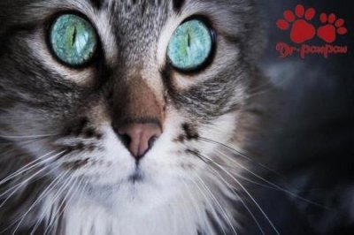 ​猫咪生病的症状有哪些？大概率是生病了主人可别大意