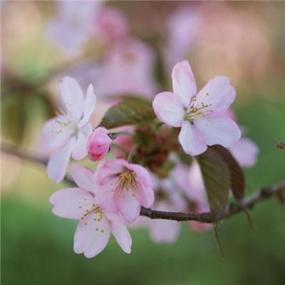 好看的梅花图片大全微信头像